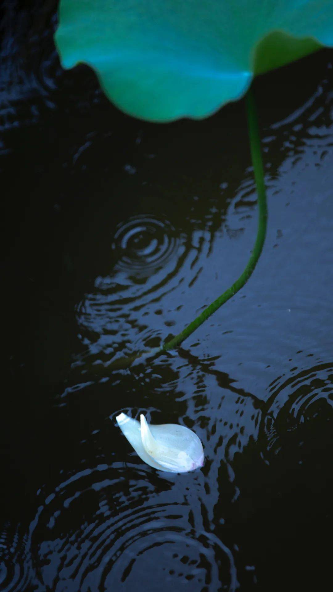 下雨天鱼一般在边上还是中间_下雨天鱼在什么位置_下雨天鱼在哪个鱼层