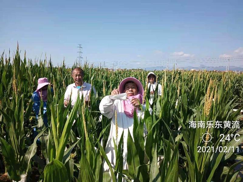 春节通常在一月或二月到来_春节是几月几日才到_春节是几月到几月